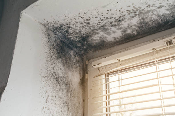 Affordable Mold Cleanup solutions in Lonaconing, MD
